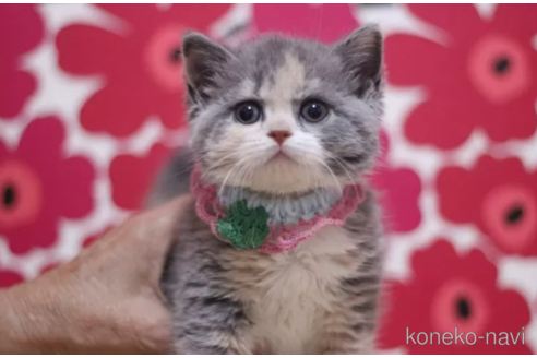 成約済の東京都のスコティッシュフォールド-104478の6枚目